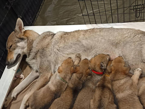 Lobos da Invicta Cão Lobo Checoslovaco Portugal