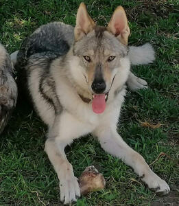 Cão Lobo Checoslovaco Portugal