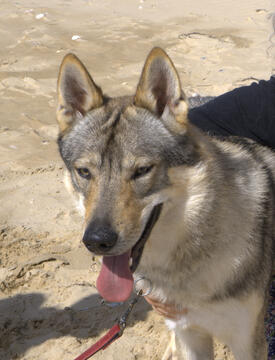 Cão Lobo Checoslovaco Portugal