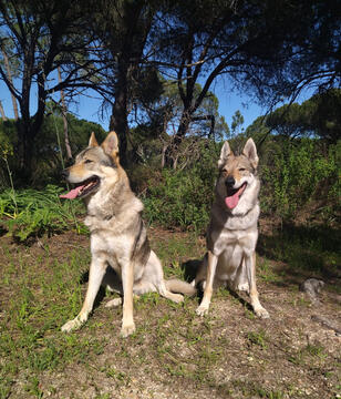 Lobos da Invicta Cão Lobo Checoslovaco Portugal