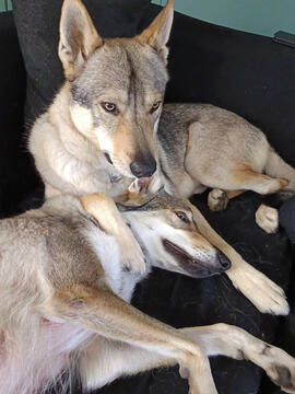 Lobos da Invicta Cão Lobo Checoslovaco Portugal
