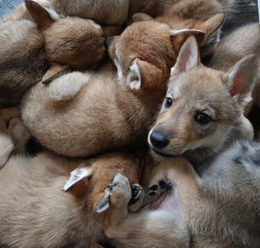 Lobos da Invicta Cão Lobo Checoslovaco Portugal