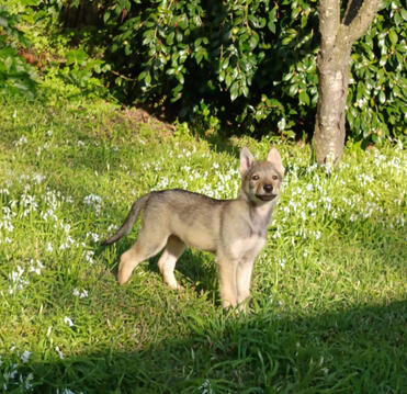 Cão Lobo Checoslovaco Portugal