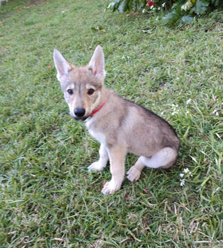 Cão Lobo Checoslovaco Portugal