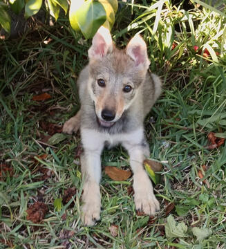 Cão Lobo Checoslovaco Portugal